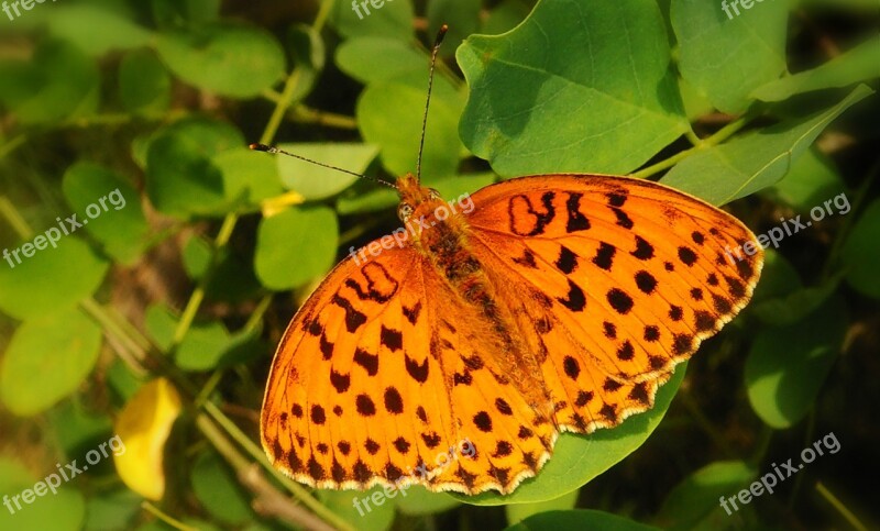 Nature Butterfly Day Insect At The Court Of Animals