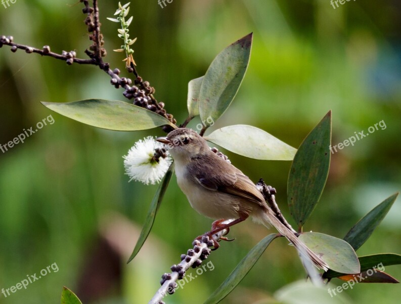 Nature Outdoors Leaf Wildlife Viet Nam