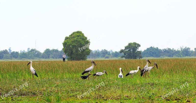 Grass Nature Field Animal Viet Nam