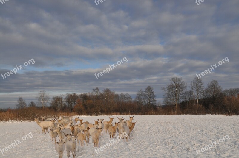 Winter Snow Nature Cold Landscape