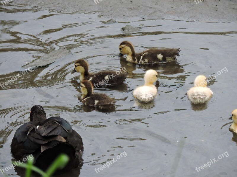 Body Of Water Duck Birds Lake Outdoors