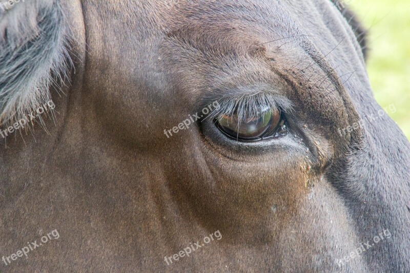 Animalia Mammals Nature Portrait Wild