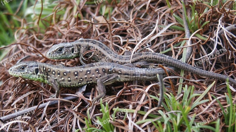 Sand Lizard Lizard Scale Reptiles Animal