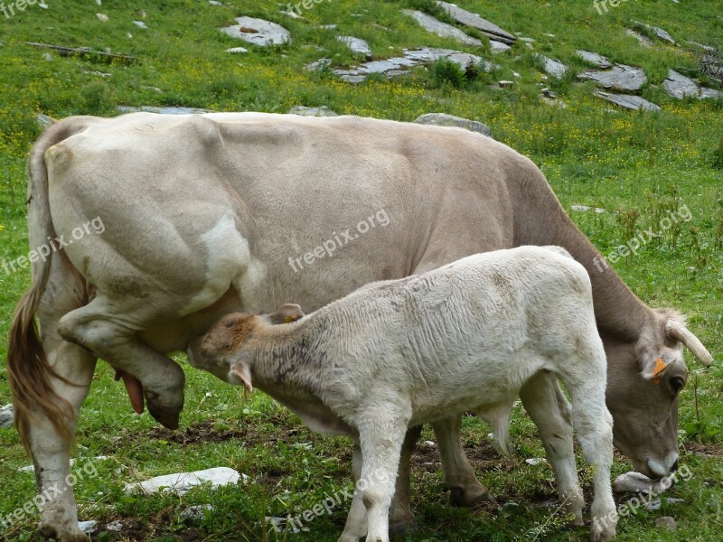 Animal Lawn Mammal Livestock Cow