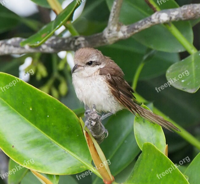 Bird Wildlife Tree Nature Outdoors