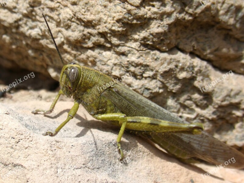 Grasshopper Lobster Nature Animalia Insect