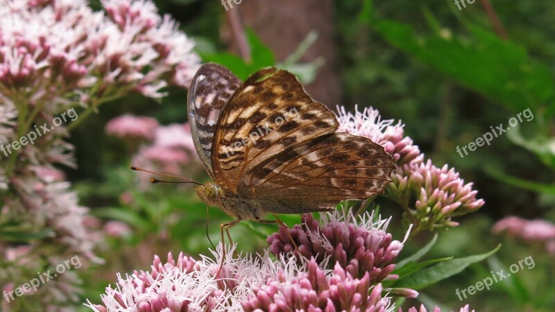 Fritillary Butterfly Insect Butterflies Free Photos