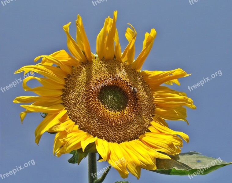 Flower Sunflower Nature Plant Summer