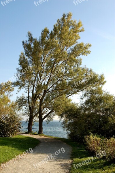 Nature Trees Autumn Promenade Away