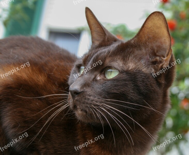 Oriental Short Hair Siam Cat Chocolate Brown