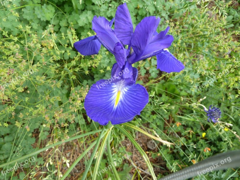 Flower Nature Plant Summer Iris