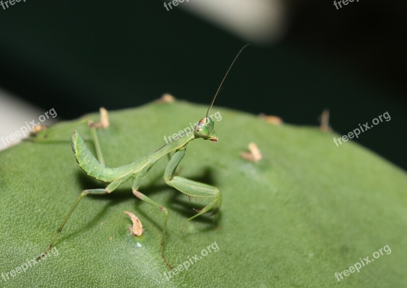 Insect Nature Wild Life Invertebrate Mantis