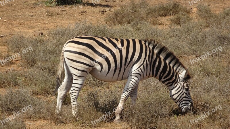 Zebra Mammal Fauna Nature Animal