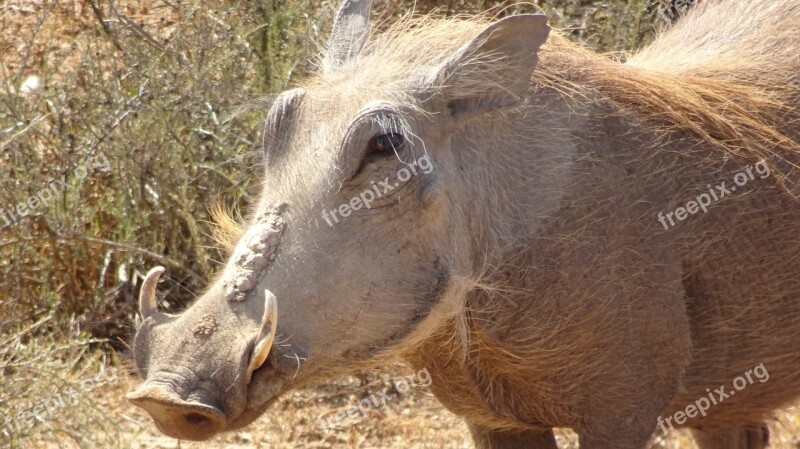 Warthog Mammal Fauna Nature Animal