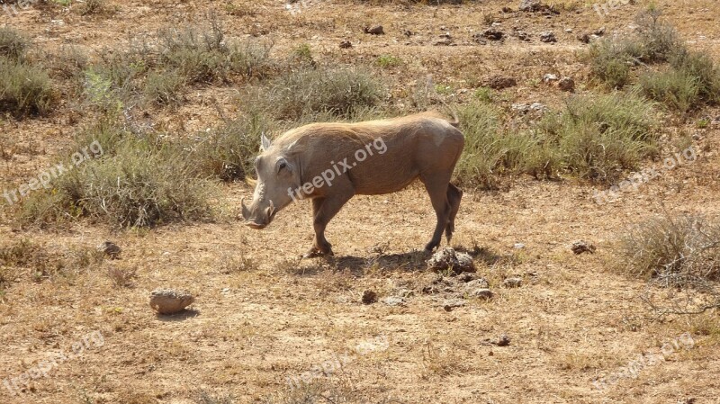 Warthog Mammal Fauna Nature Animal