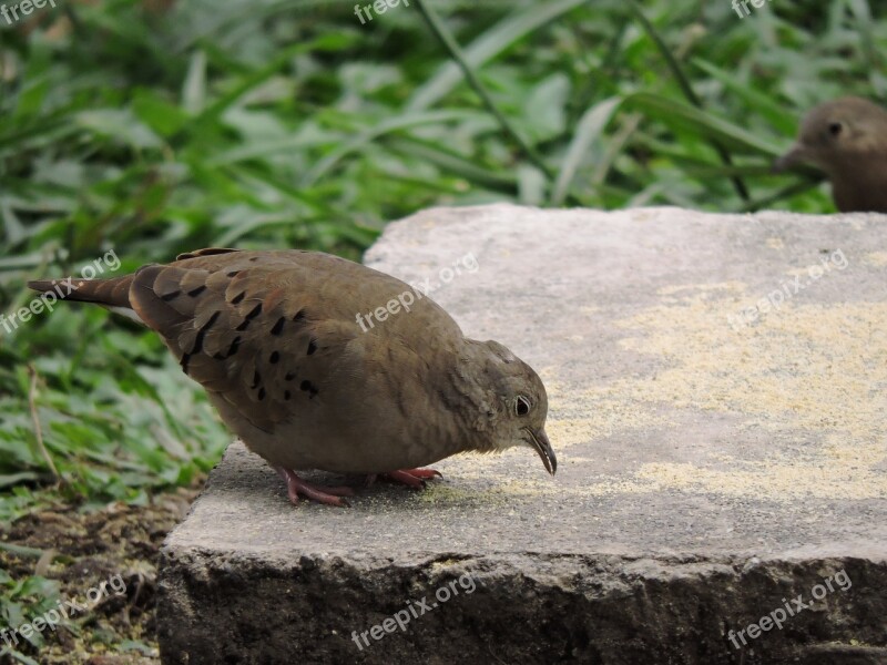 Birds Wild Life Nature Animalia Wild