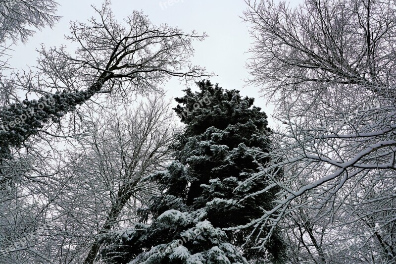 Winter Tree Snow Wood Frost