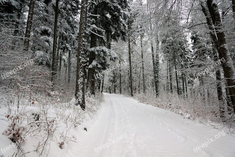 Snow Winter Wood Tree Cold