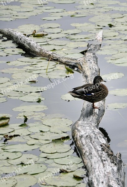 Duck Water Bird Nature Pond