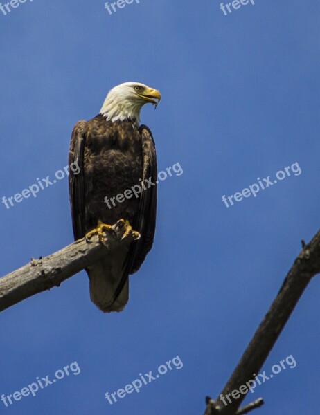 Eagle Raptor Bald Eagle Bird Majestic