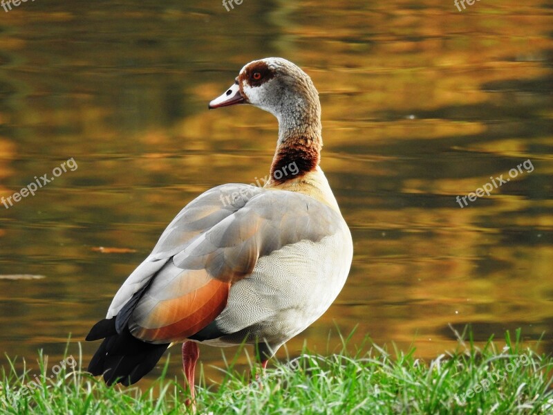 Duck Bird Puddle Feather Animal World