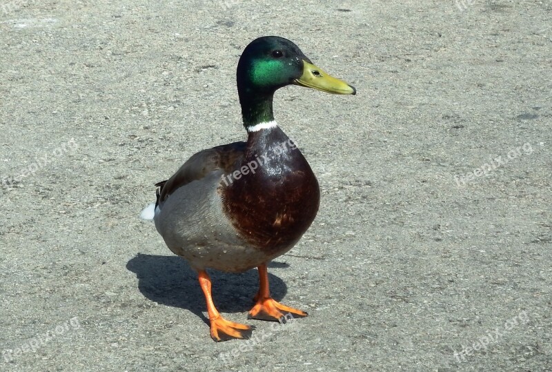 Duck Bird Mallard Puddle Goose