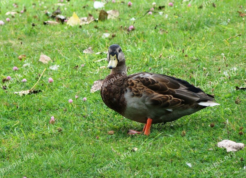 Nature Bird Animal Duck Grass