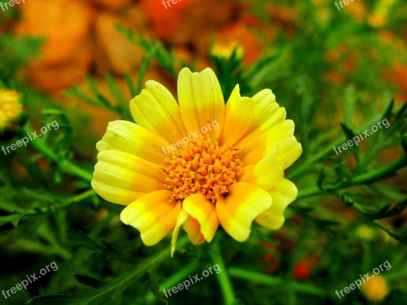 Nature Flower Plant Summer Garden