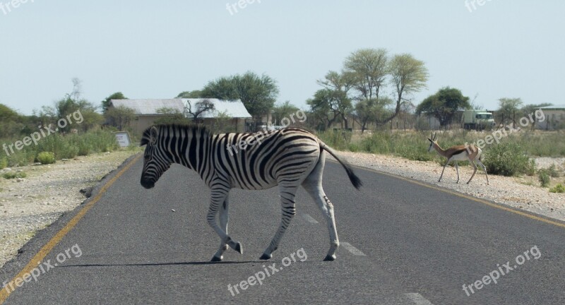 Nature Grass Road Campaign Zebra