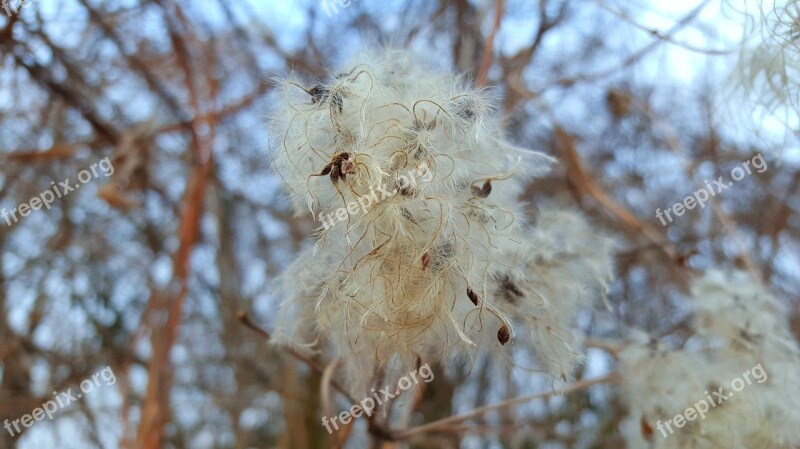 Dry Plant Nature Free Photos