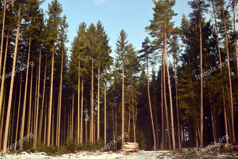 Wood Tree Nature Pine Landscape