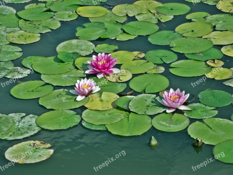 Water Lilies Leaf Pond Nature Summer