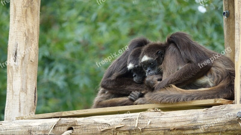 Nature Zoo Nature Forest Of Mervent Vendée Free Photos