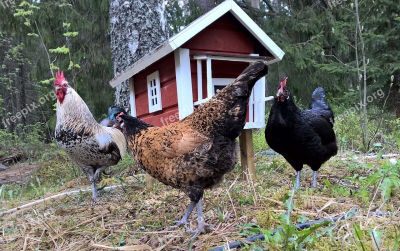 The Birds Farm The Animal Kingdom Nature Poultry