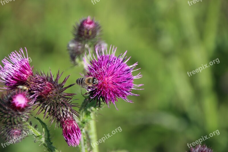 Nature Plant Flower Summer No One