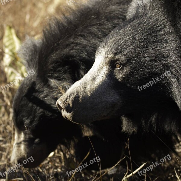 Mammal Wildlife Animal Portrait Canine