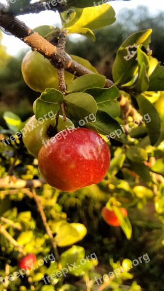 Acerola Fruit Nature Leaf Tree