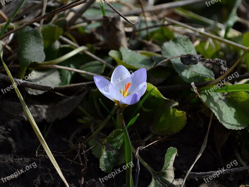 Flower Crocus Spring Primula Flowers