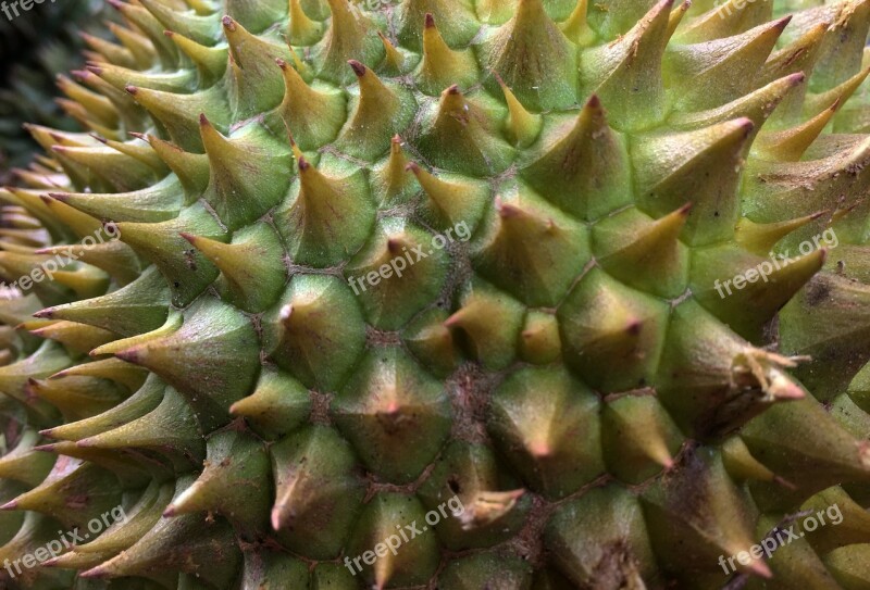 Durian King Of Fruits Thorn Prickly Tropical