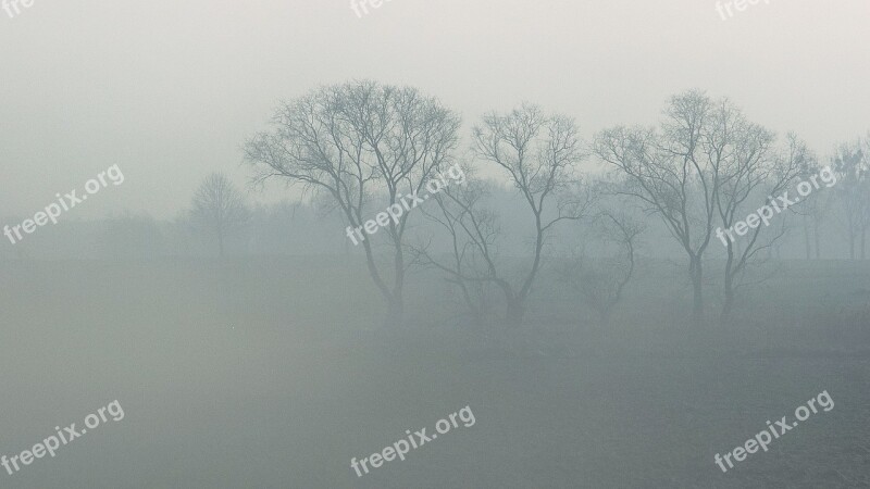 The Fog Haze Landscape Tree Nature