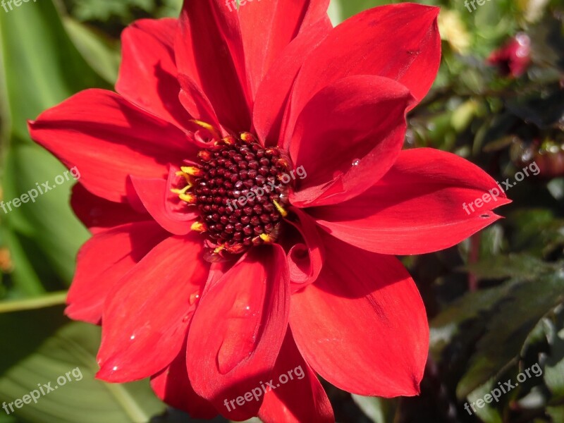 Dahlia Bishop-of-llandaff Summer Cottage Garden Red