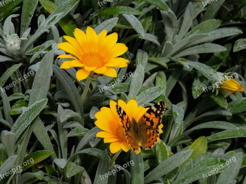 Nature Flora Spring Flower Yellow