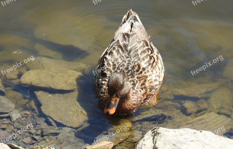 Waters Nature Puddle Animal World Lake