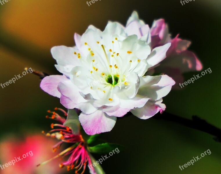 Flower Nature Plant Petal Garden