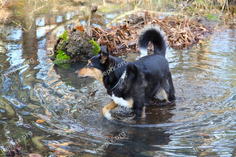 Waters Nature Puddle Mammal Dog