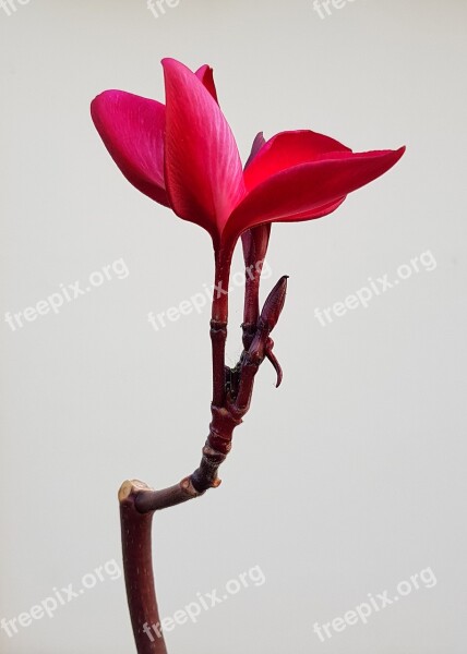 Plumeria Flower Rubra Frangipani Red