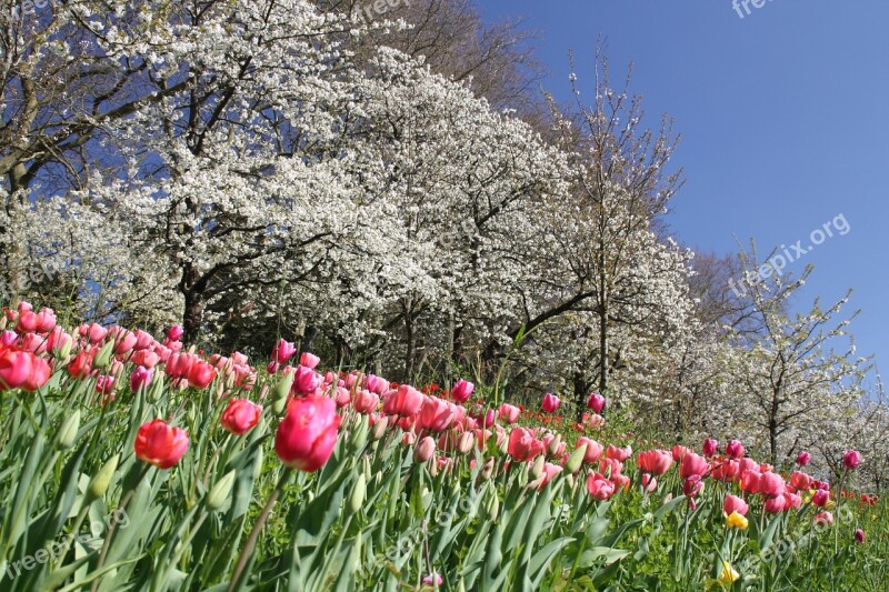 Flowers Spring Blossom Bloom Nature