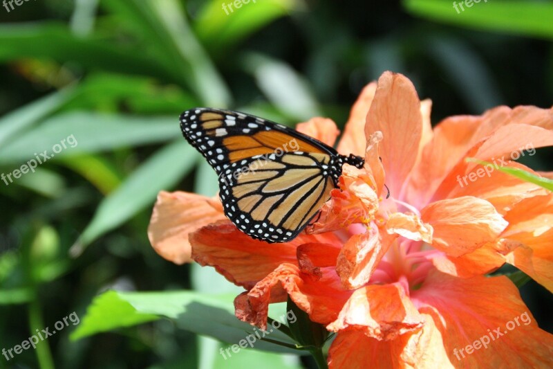 Butterfly Nature Insect Wing Flower