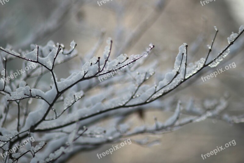 Wood Eggplant Snow Ice Winter