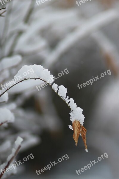 Leaves Wood Eggplant Snow Ice